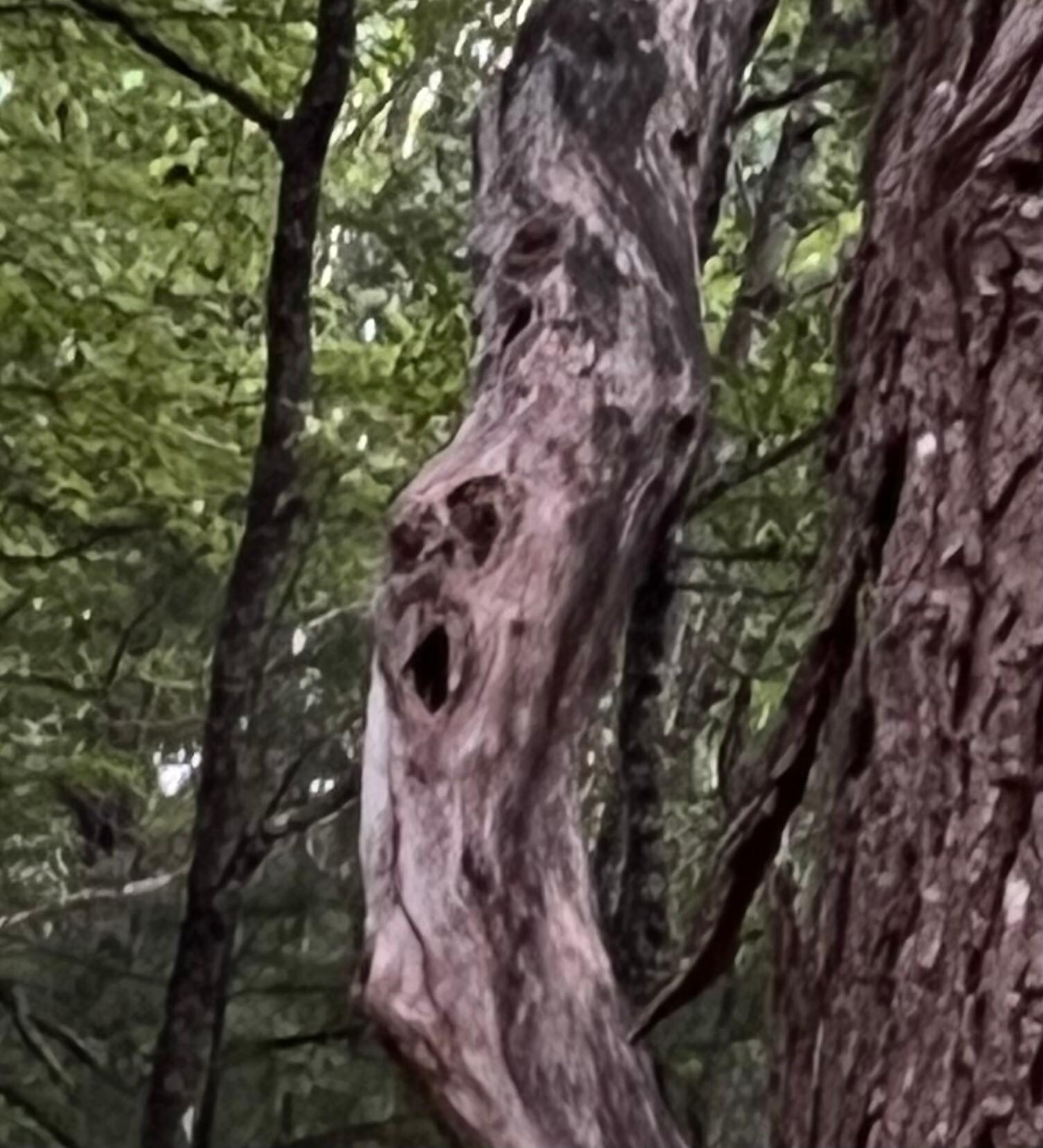 Even the tree couldn’t believe the beauty 
