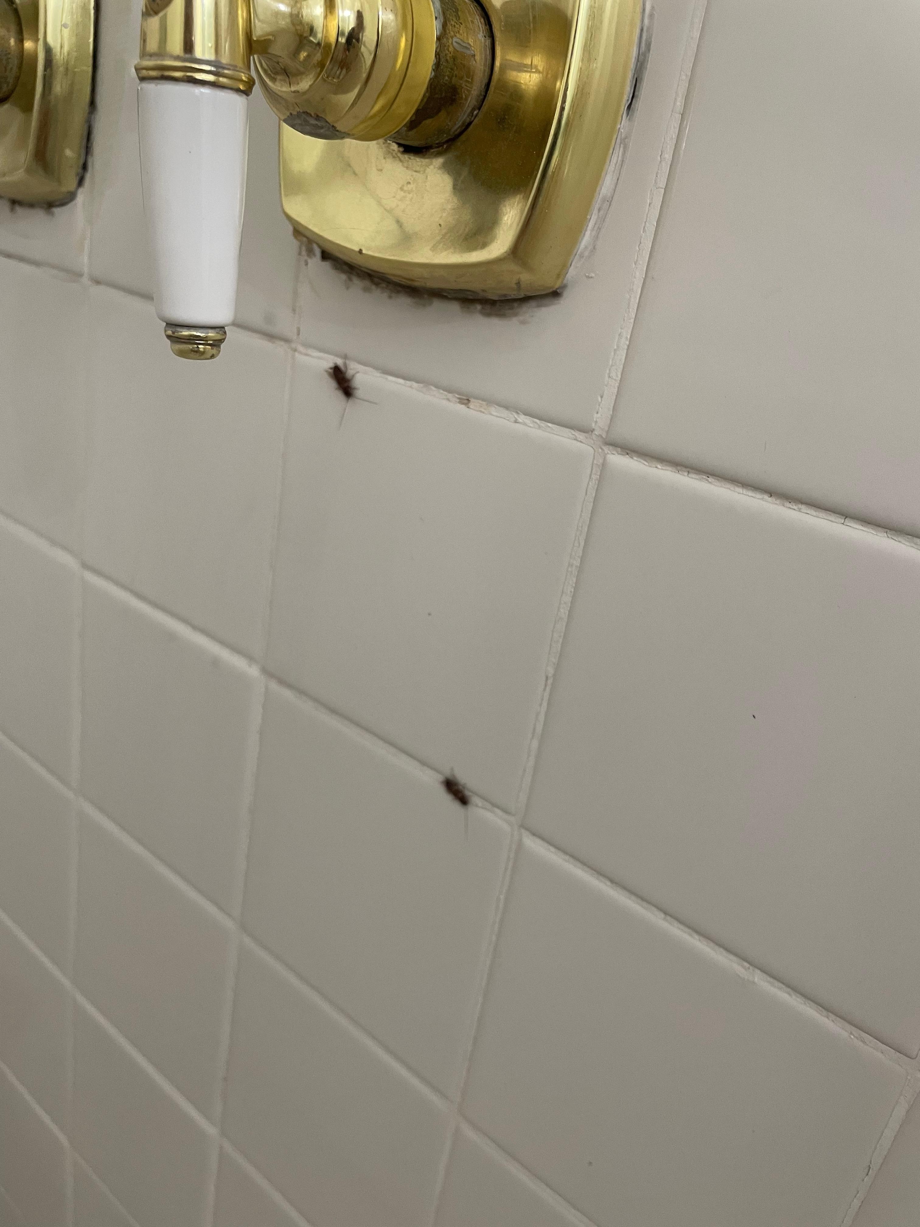 Bugs in the shower