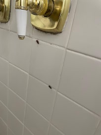 Bugs in the shower
