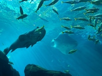 The Georgia Acquarium, just a few miles away.