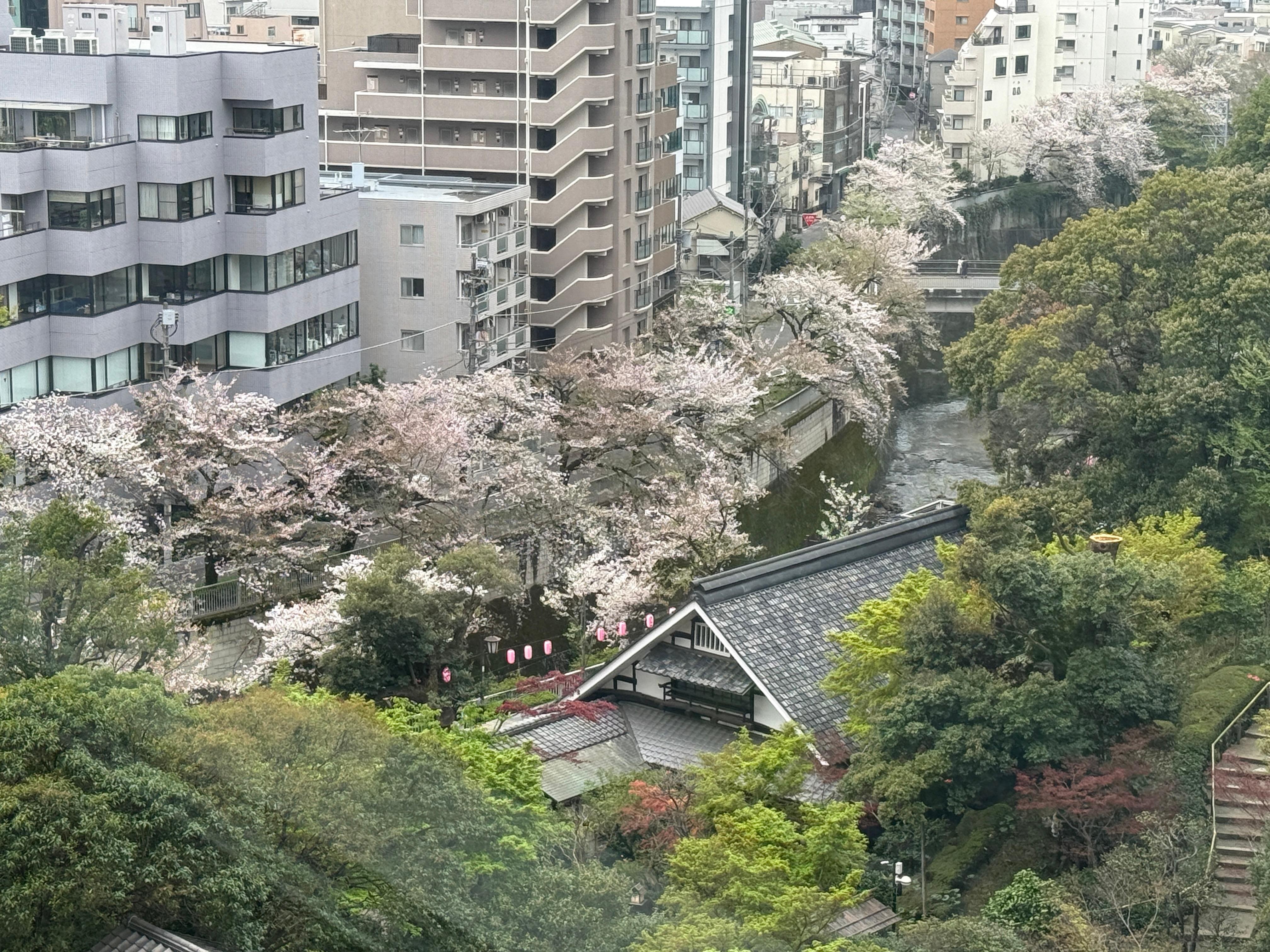 Sakura along the river behind the property. There is gate access to riverwalk from the hotel property. 