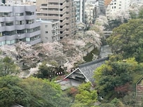 Sakura along the river behind the property. There is gate access to riverwalk from the hotel property.