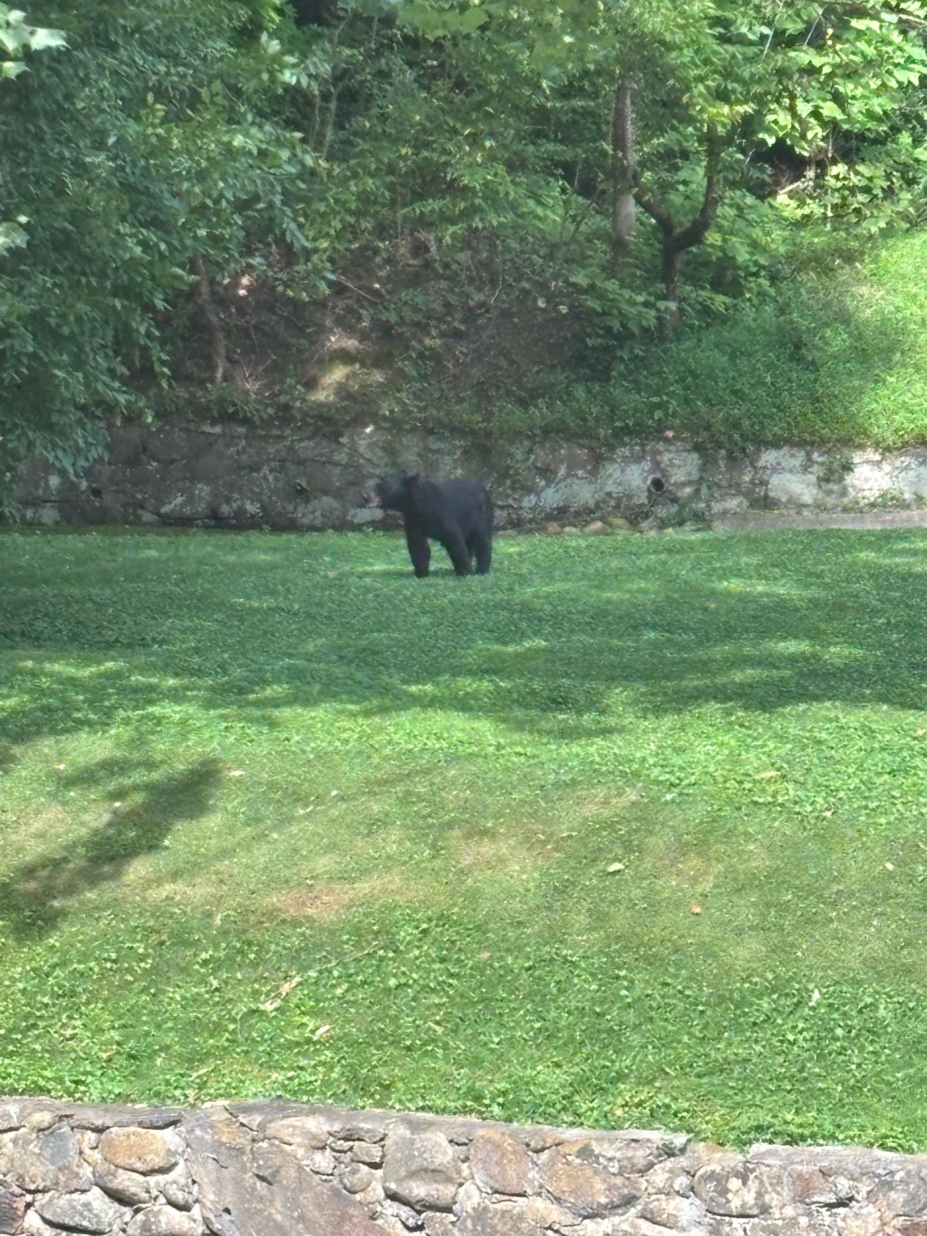 A curious bear at our first day at breakfast 