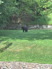 A curious bear at our first day at breakfast