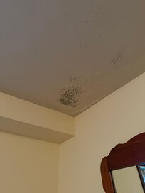 Mold on bedroom ceiling