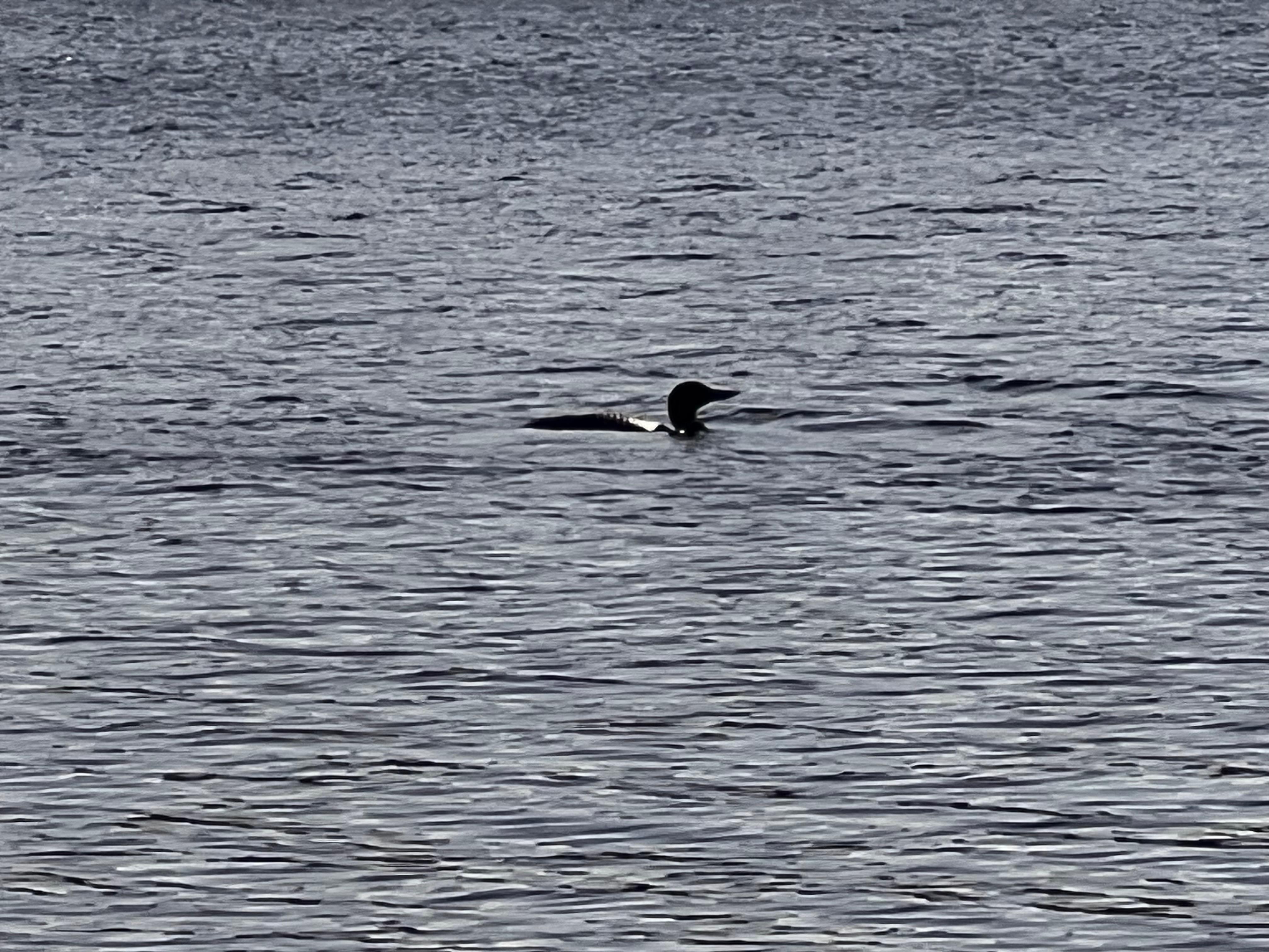 We loved listening to and spotting the loons