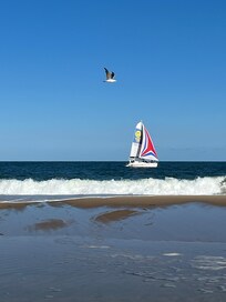 Out on the beach watching a sailboat sailing by & a seagull photo bombed us! 🦀