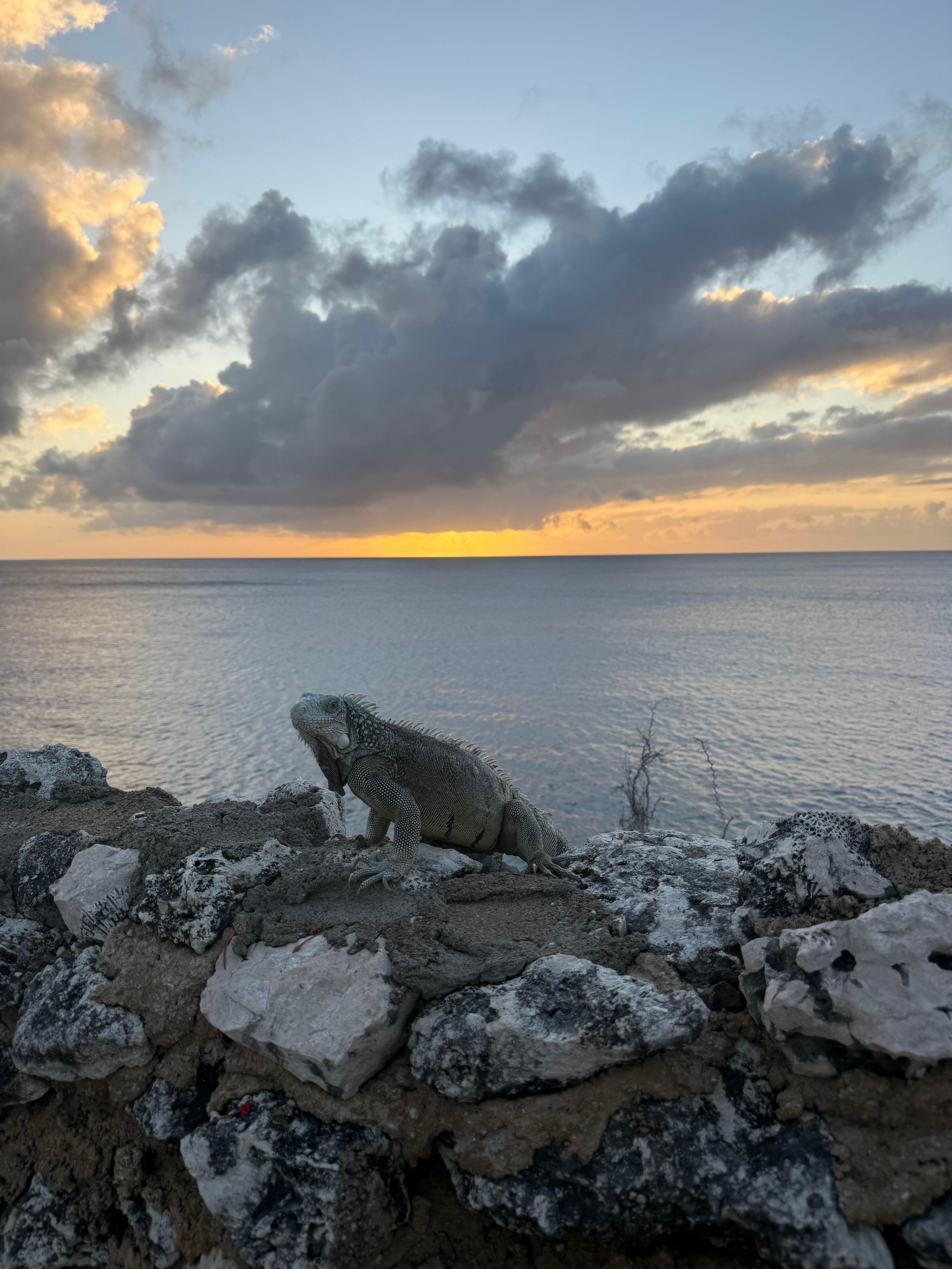 Iguanas galore at this resort