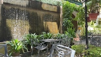 The garden