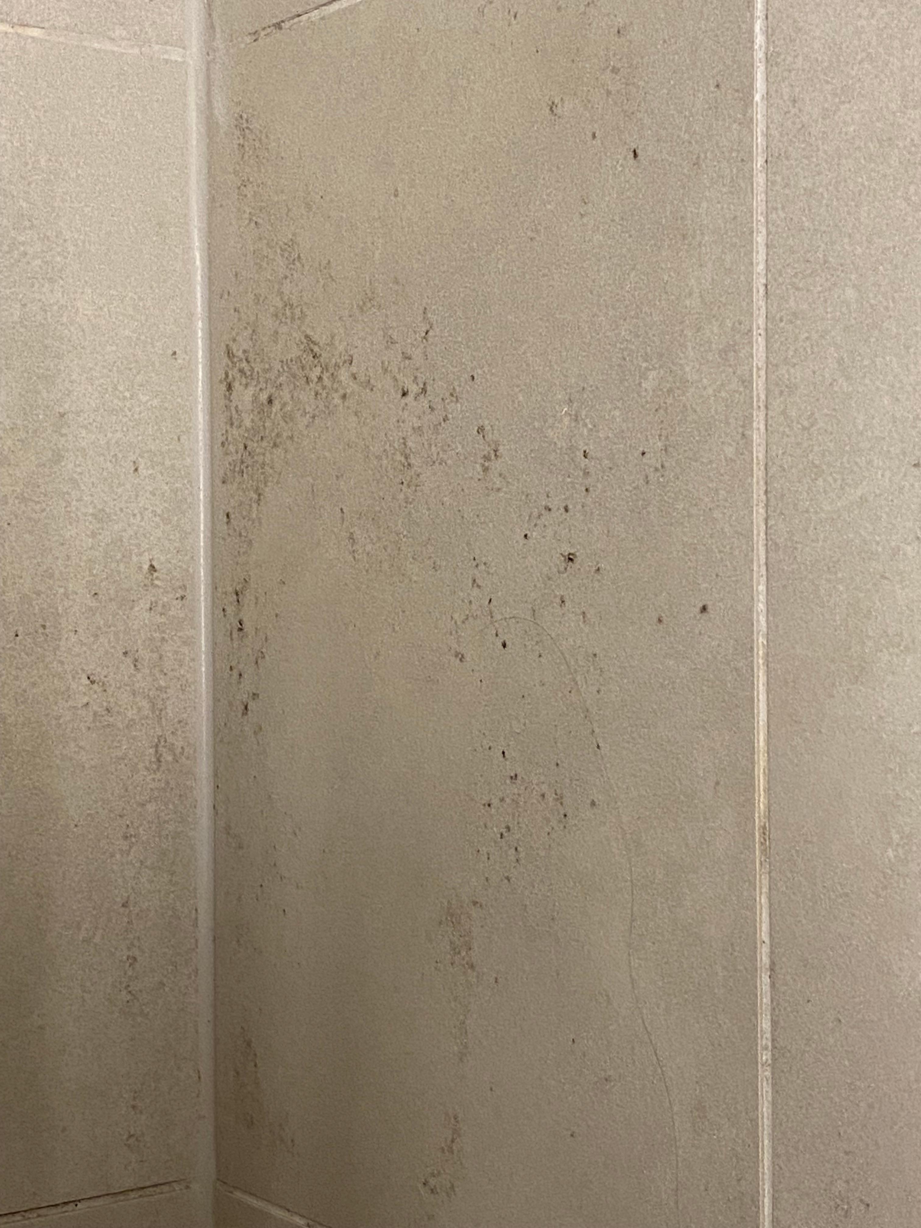 Schimmel auf der Fliese