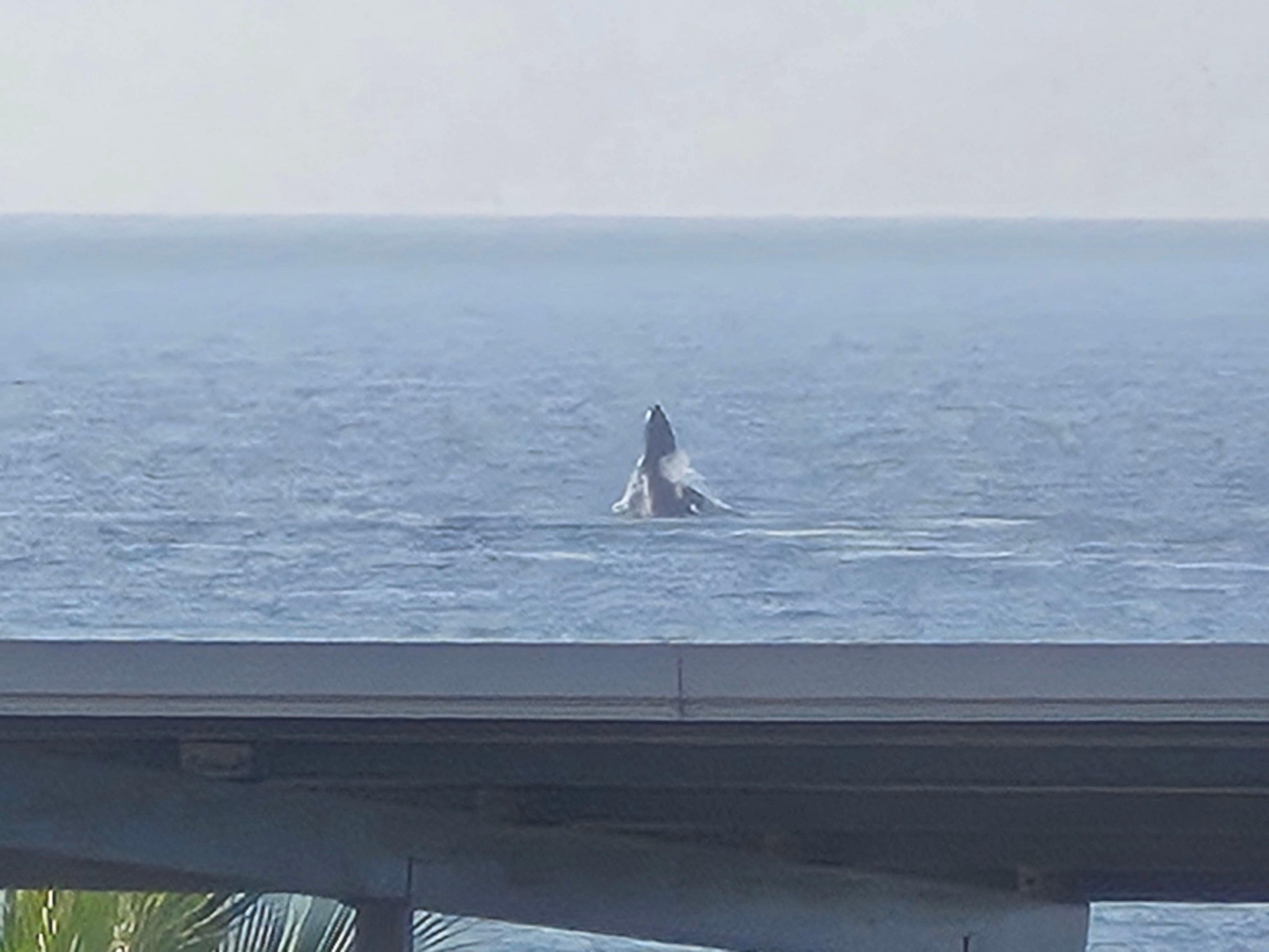 Photo taken from the balcony minutes before we departed  - the whales saying goodbye! 
