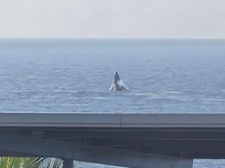 Photo taken from the balcony minutes before we departed - the whales saying goodbye!
