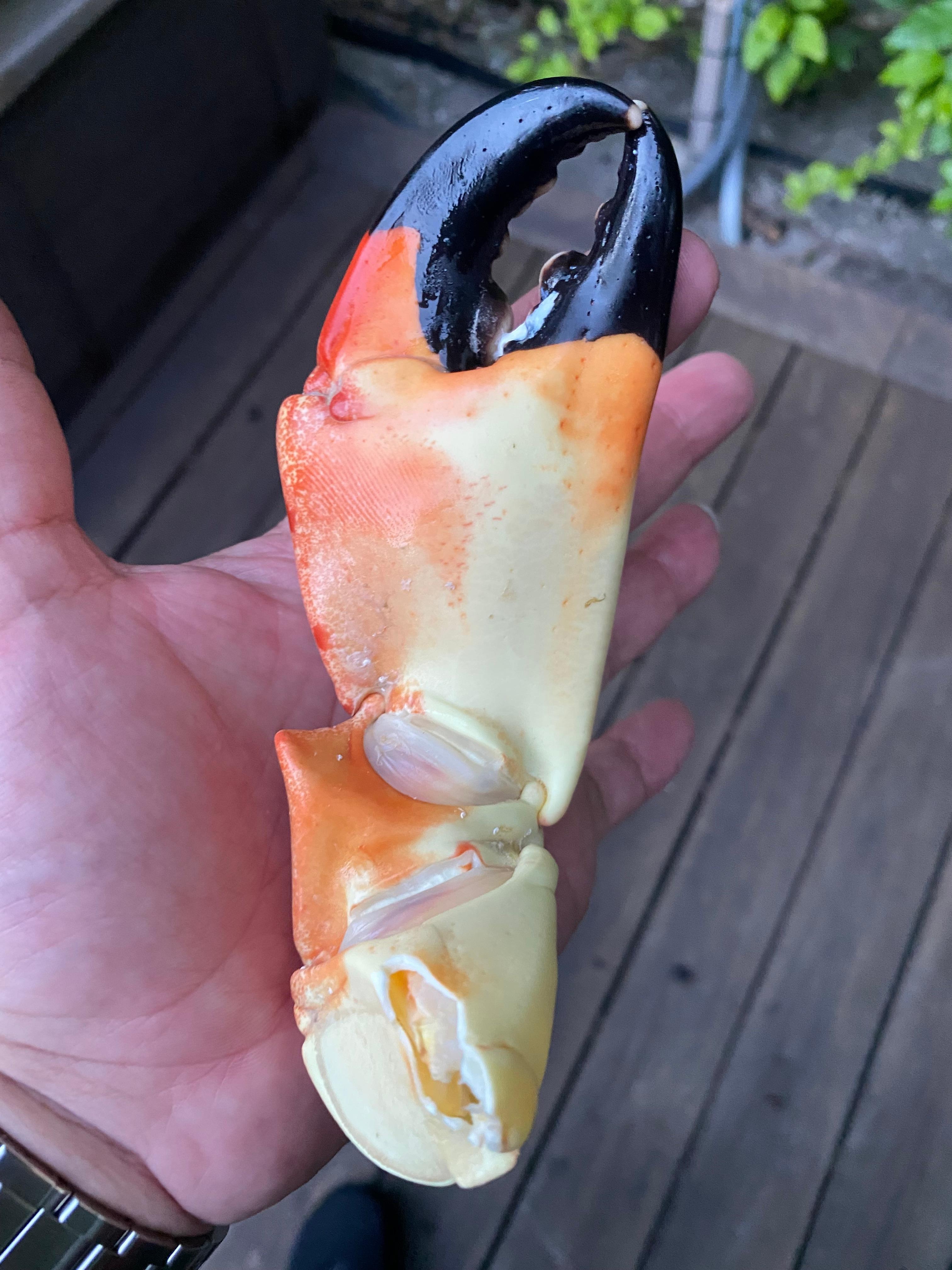 Stone crab in season until May.