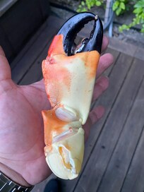 Stone crab in season until May.