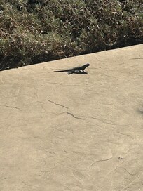 Just one of many creatures seen while relaxing outside.