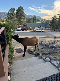 Right outside the door one morning!