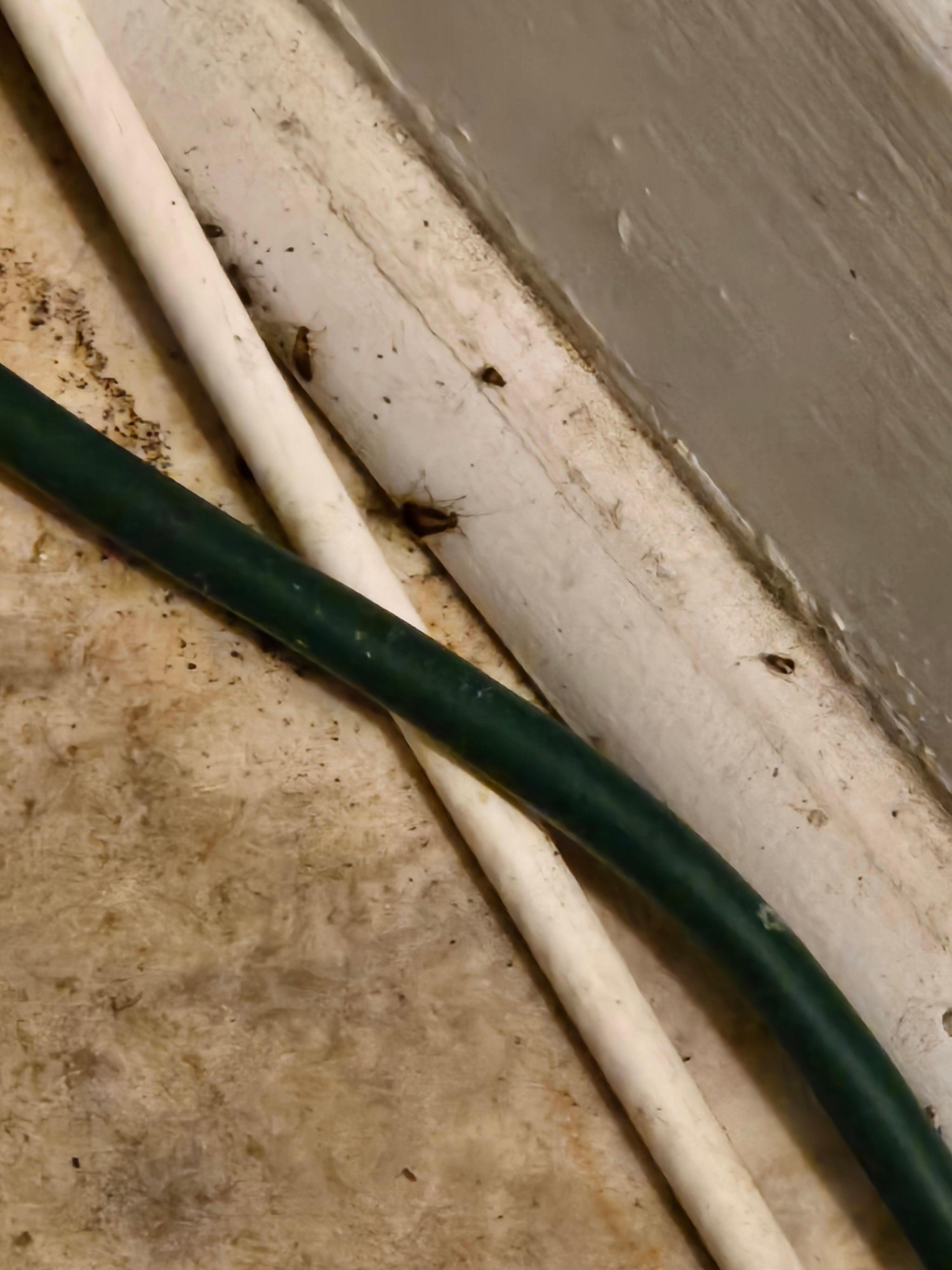 Cockroaches and other bugs