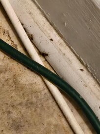 Cockroaches and other bugs