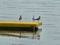 Bird watching.