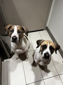 They were happy puppers!