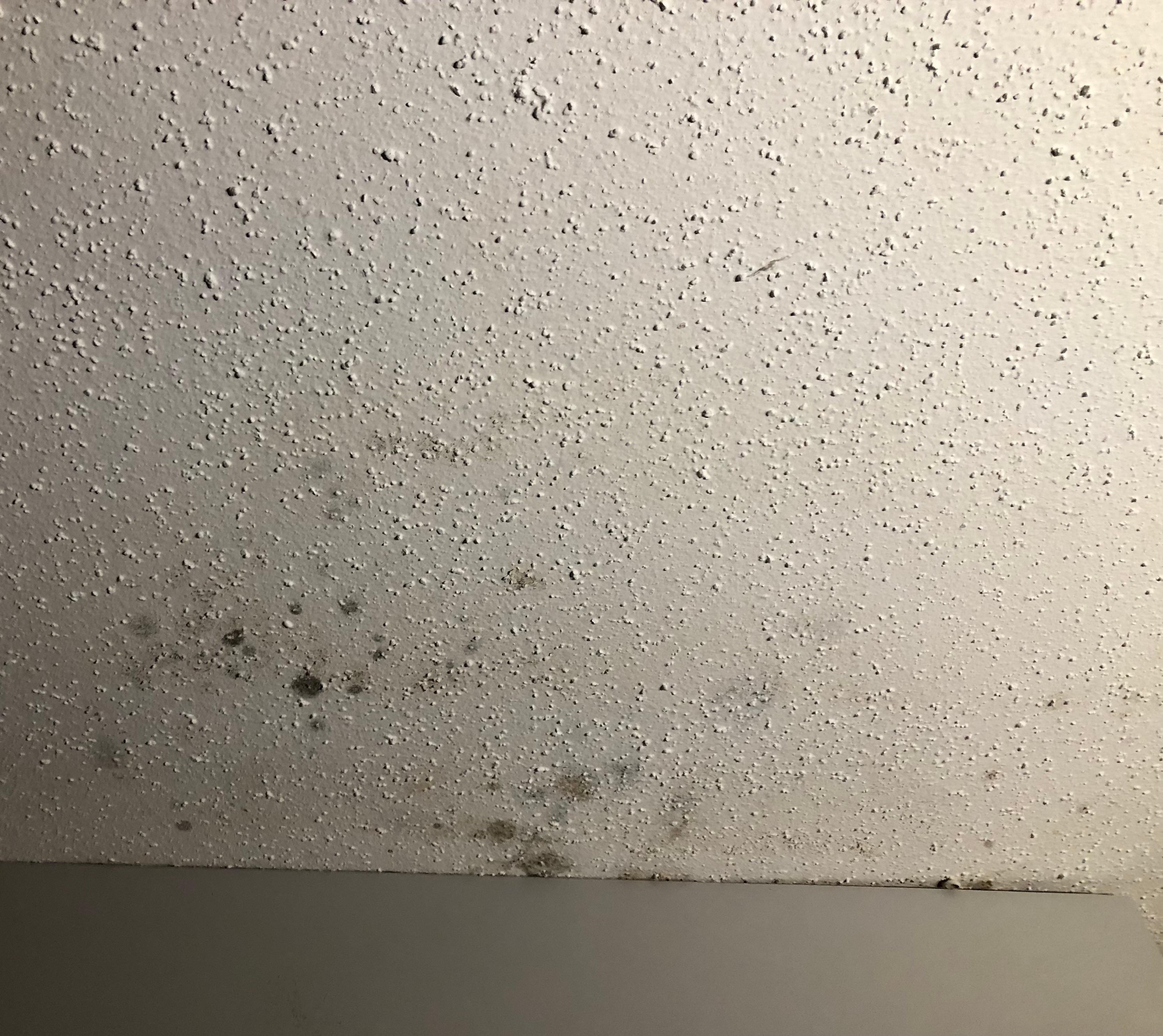 Black Mold on ceiling