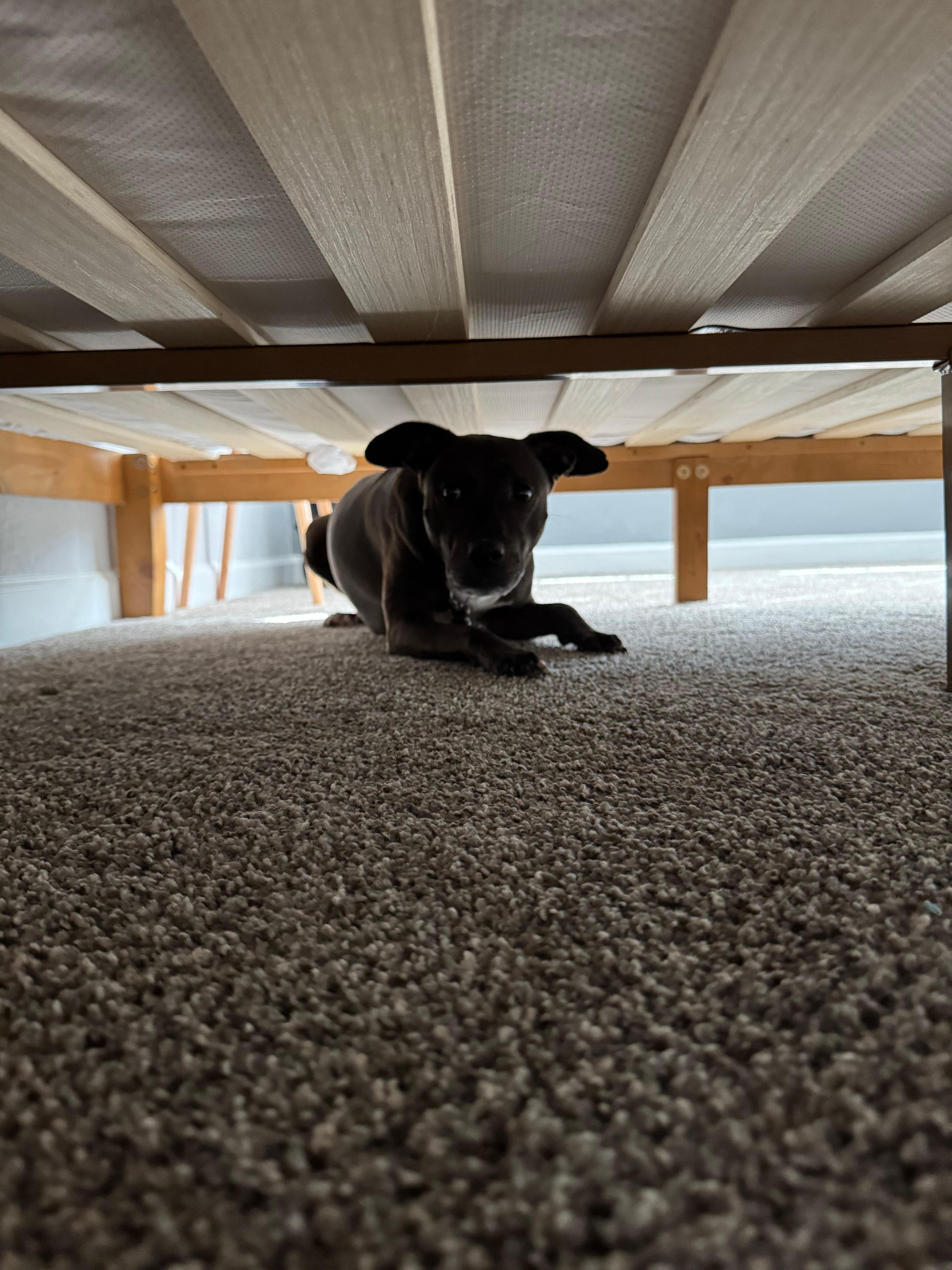 Dog Friendly House. The neighbors were super nice and they had dogs as well. 