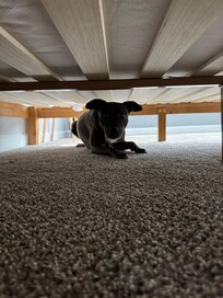 Dog Friendly House. The neighbors were super nice and they had dogs as well.