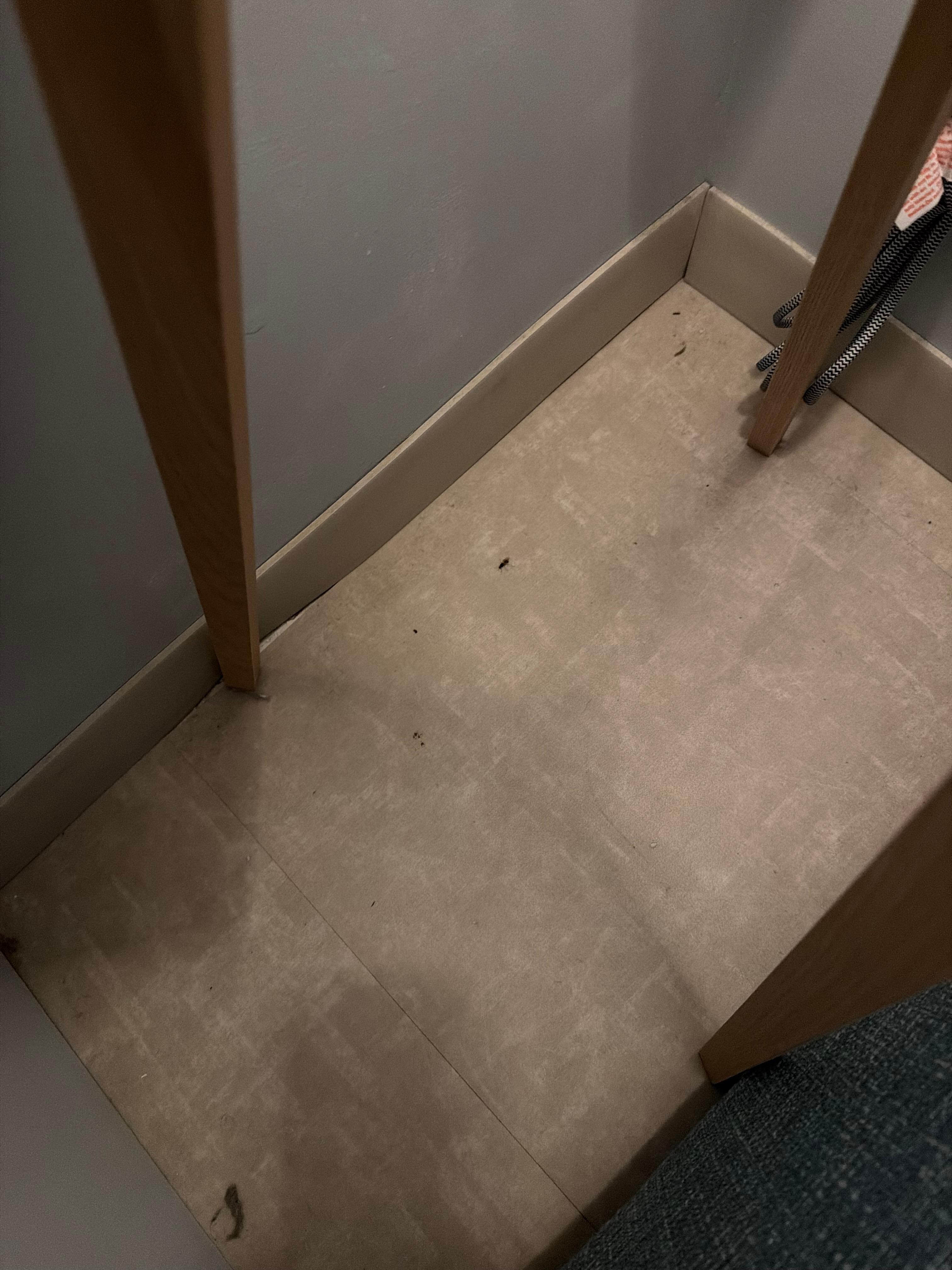 Dead bugs on the floor 