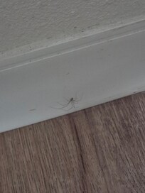 Spiders in the bathroom
