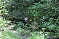 Baby Bear