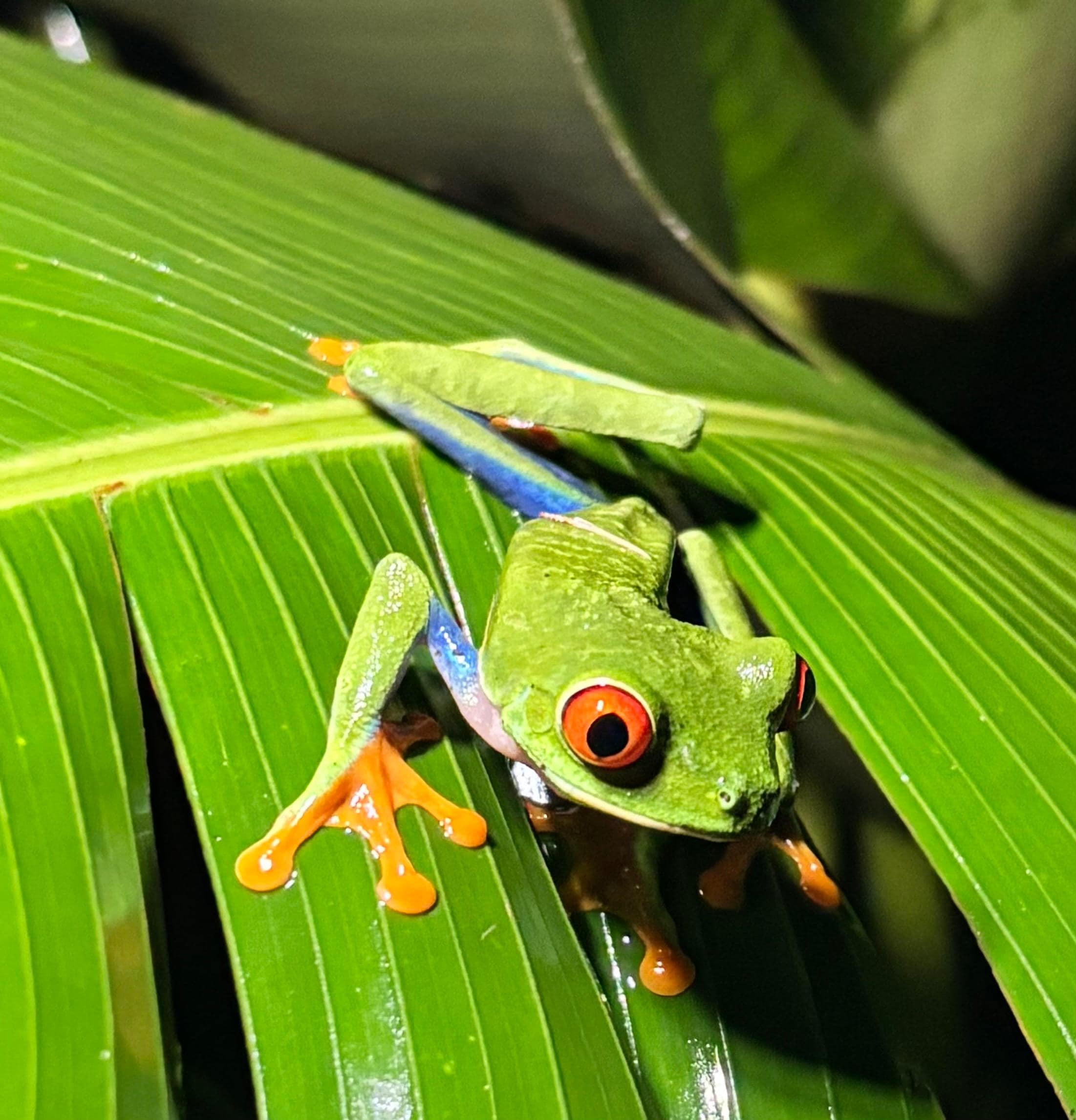 Red-footed frog