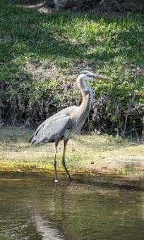 Beautiful bird outside the apt