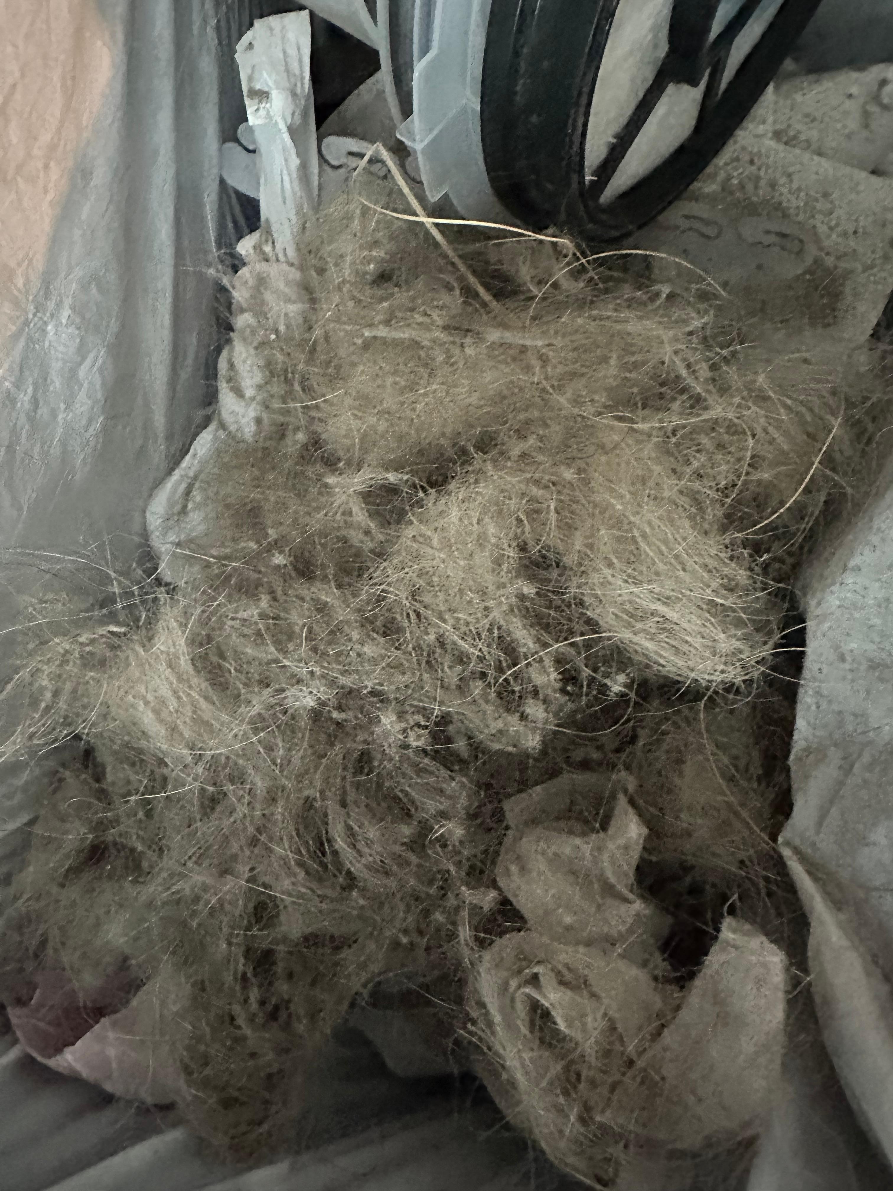 one of many times we emptied the vacuum cleaner 