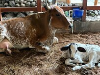 2 day old calf with mama