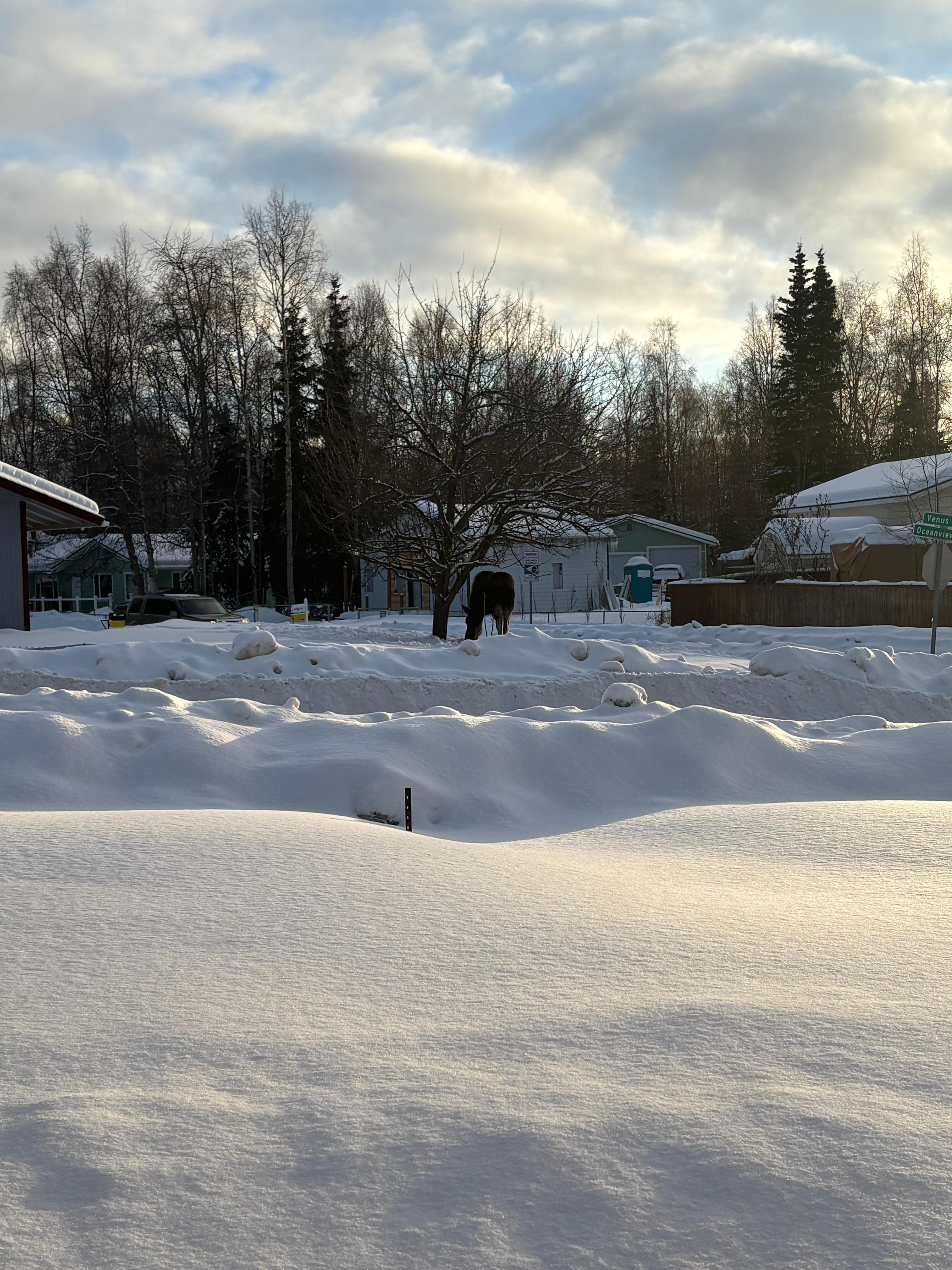 Moose that visited daily.  I named him Boris