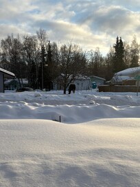 Moose that visited daily. I named him Boris