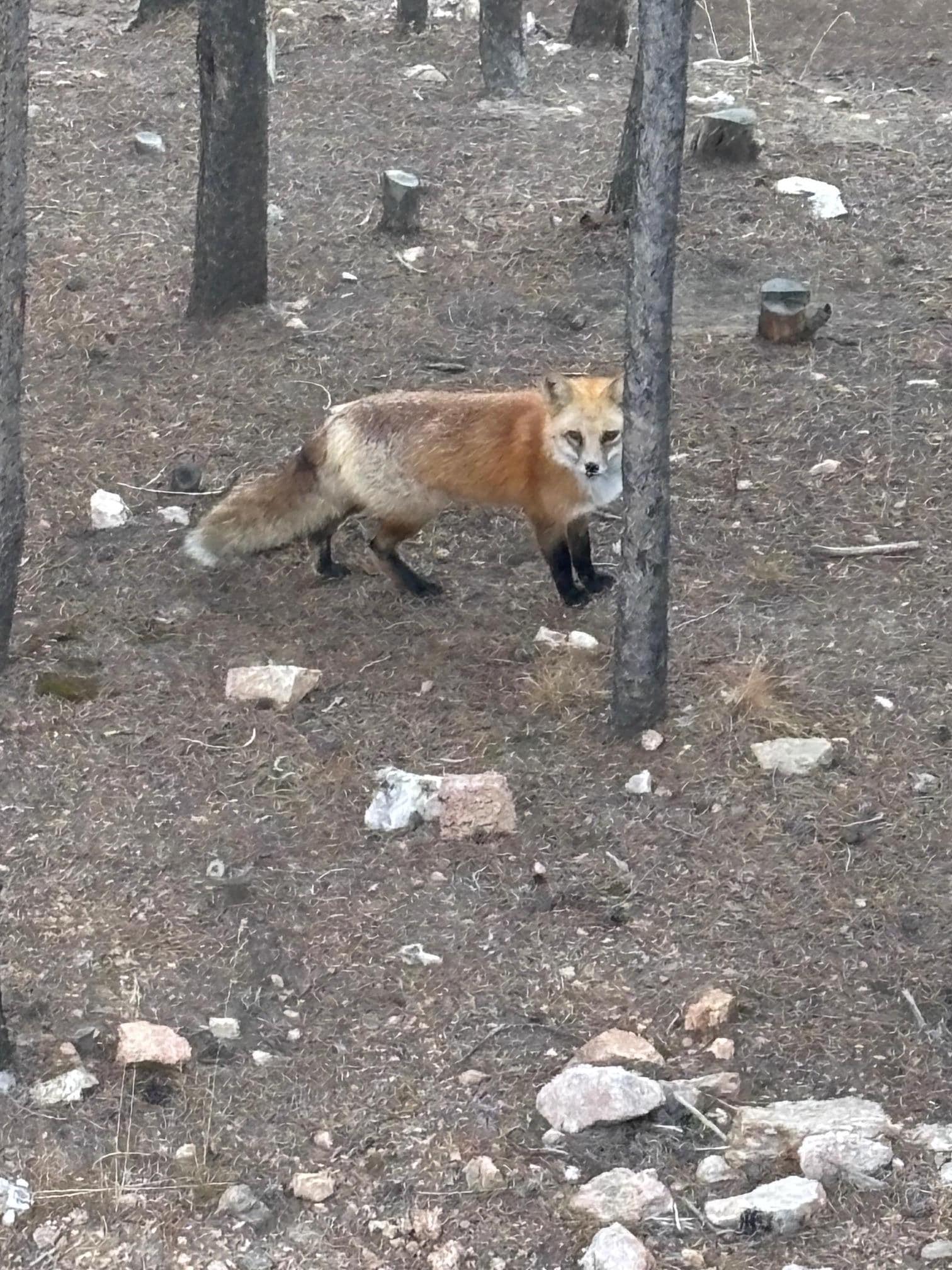 We also saw a red fox