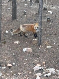 We also saw a red fox