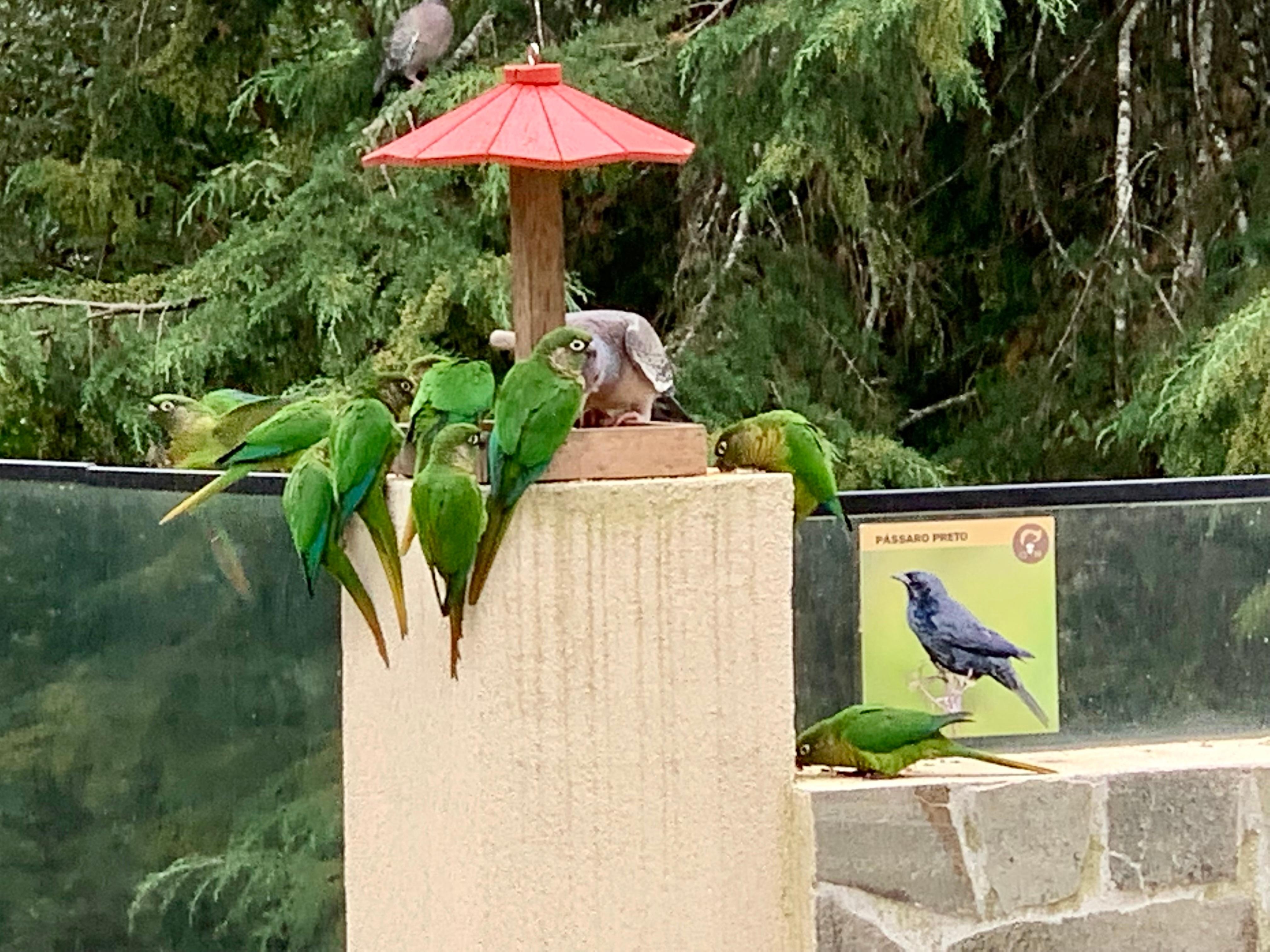 pássaros próximo ao restaurante