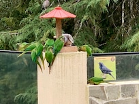 pássaros próximo ao restaurante