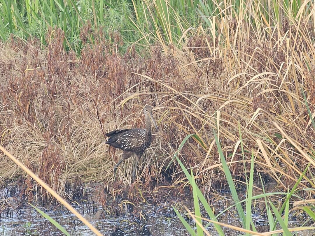 Bird stalking prey