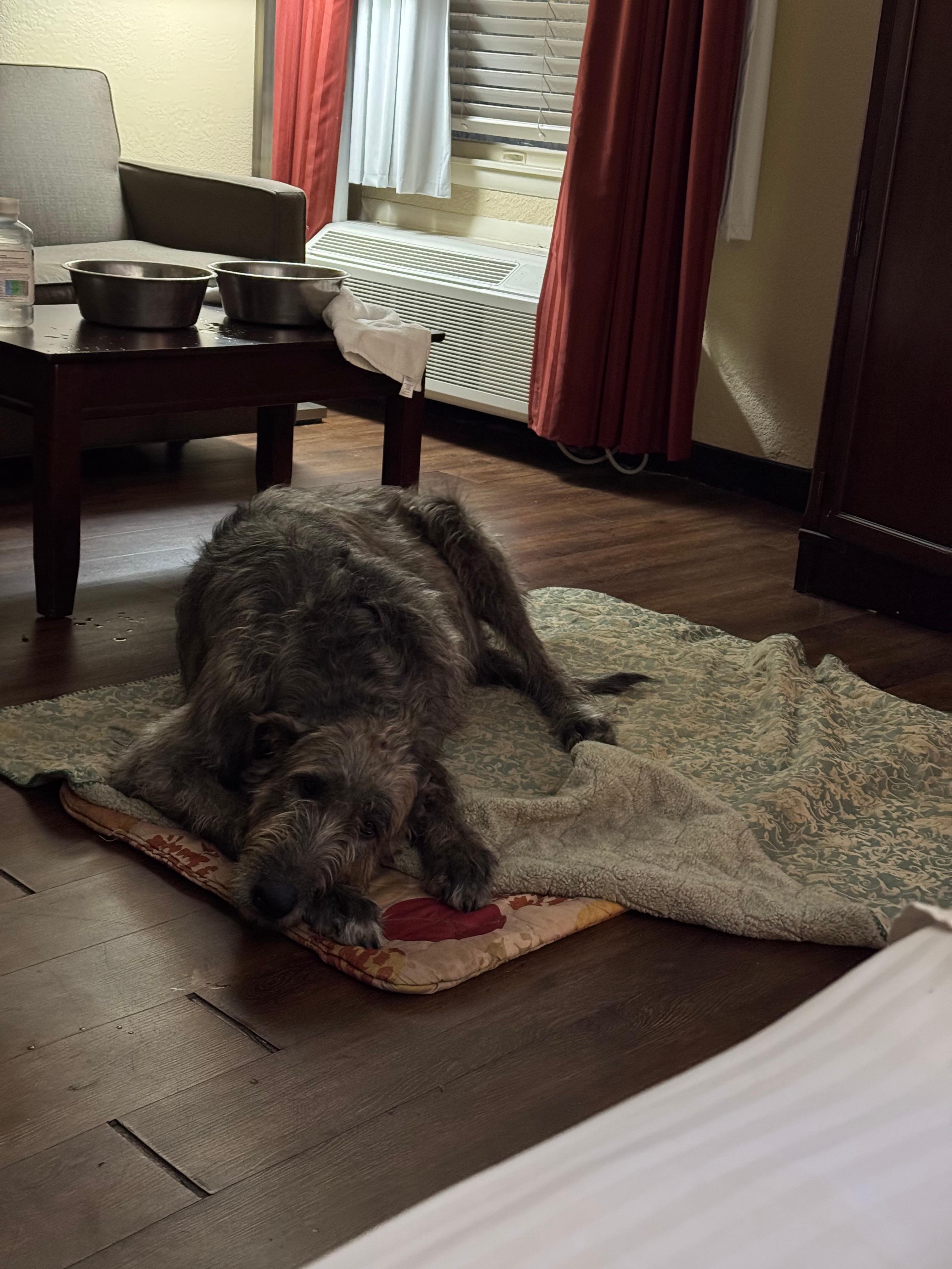 My Irish Wolfhound on her bed in my room. 
