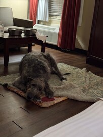 My Irish Wolfhound on her bed in my room.