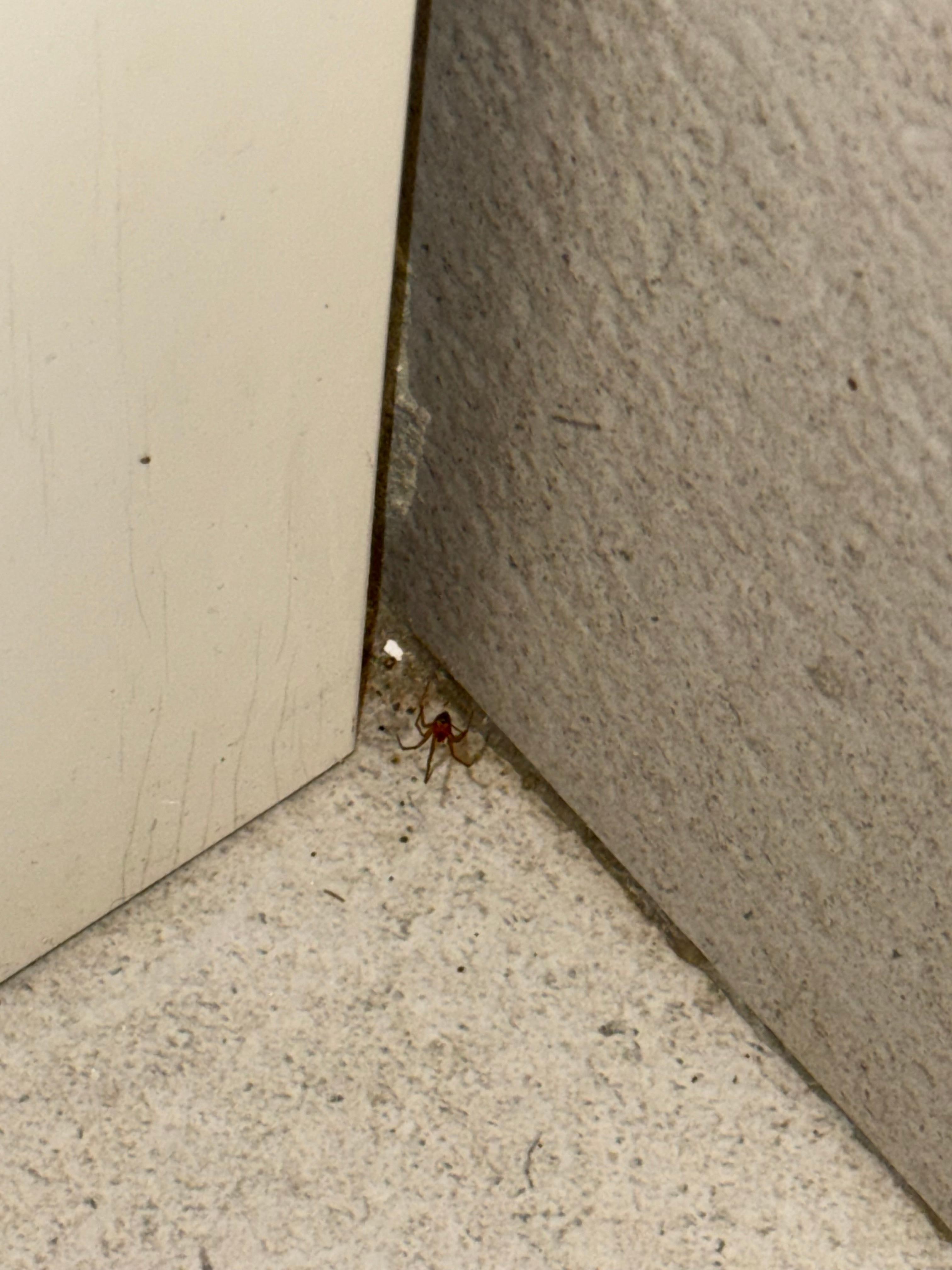 Spider in the bathroom 