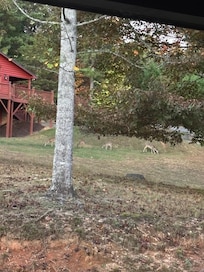 Whole family of deer came to visit before the sun went down.