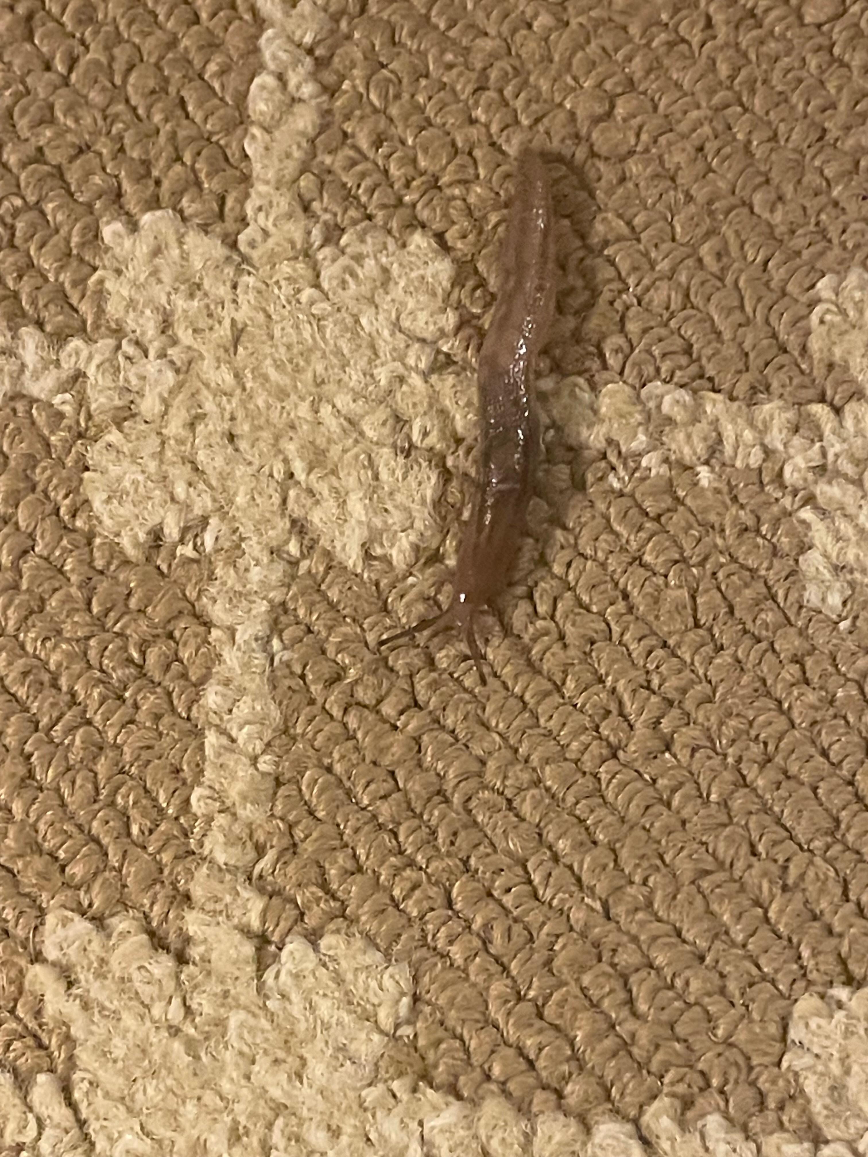 Slug found in our room 