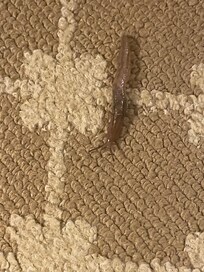 Slug found in our room
