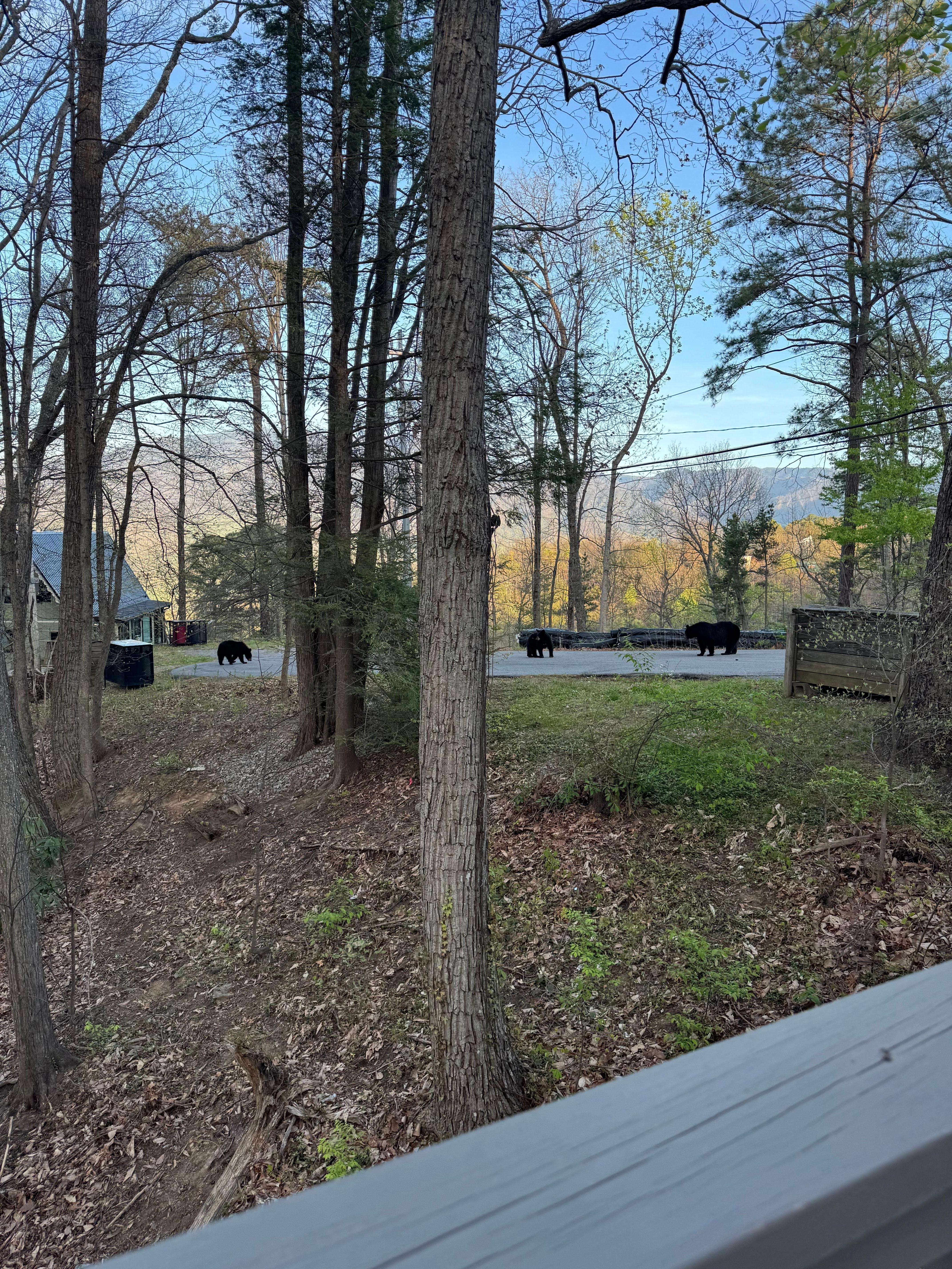 One cub was a little rogue and I could never get all 3 cubs and the mama in a picture together!