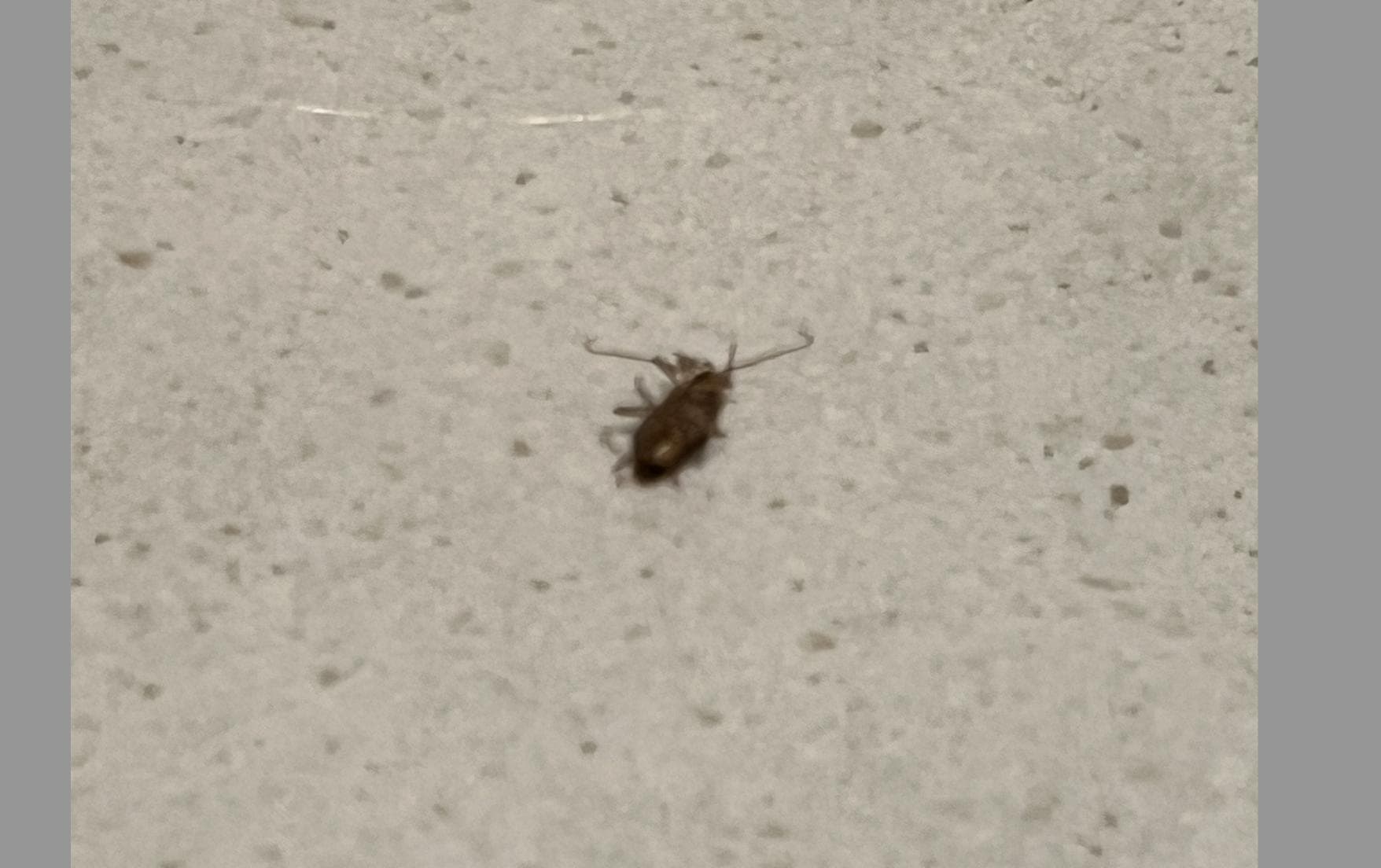 close up of dead cockroach. Gross.