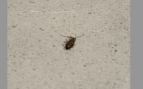 close up of dead cockroach. Gross.